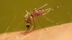 Jak pozbyć się komarów w domu